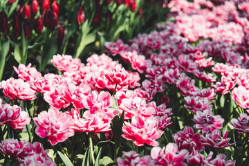 Tulips blooming in the tulip fields.