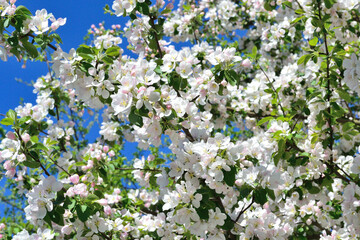 Delicate light apple-tree flowers