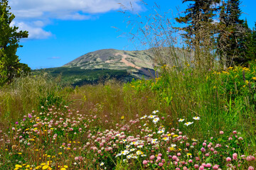 Picturesque blooming mountain glade with pink clover, white daisies