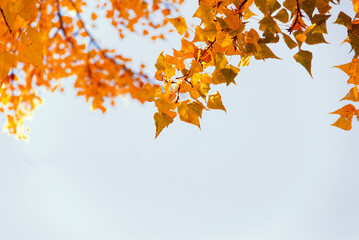 Autumn frame for your idea and text. Autumn yellow and orange leaves at the top of the frame against the blue sky.