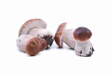 Fresh boletus on white bakground. Edible mushrooms. - 602900990