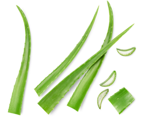 leaves and cut slices of aloe on a white isolated background, top view