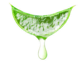 Fototapeta premium one slice of aloe vera with a drop of juice on an isolated white background