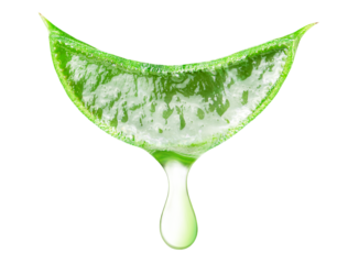 one slice of aloe vera with a drop of juice on an isolated white background