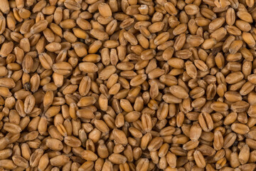 whole background of wheat grain