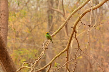 The Asian green bee-eater (Merops orientalis). Wild Bird of India. Green Eater on the branch of tree in the forest. 