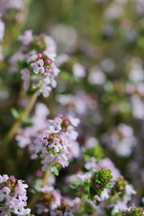 タイムの花のクローズアップ