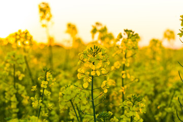 field of rapeseed