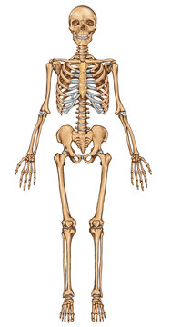 Human skeleton, anterior view. Anatomy of human skeletal system