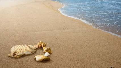 Close-up view of shells on the sandy beach