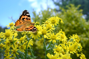 Schmetterling 1079 © K.-U. Häßler