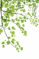 Obraz premium ユリノキの新緑