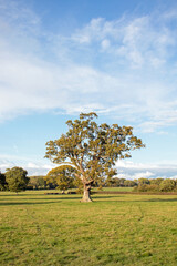 Autumn oak tree.