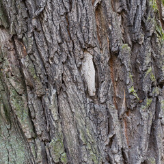natural background of tree bark