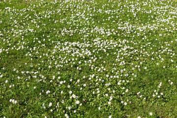 Many white small flowers in top view of meadow - 602907711