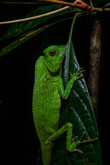 A green lizard on a black background.