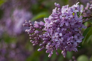 close up of a lilac