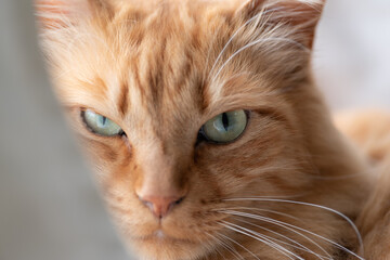 見つめる猫　茶トラ猫