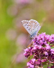 The chalkhill blue - Lysandra coridon - resting on Origanum vulgare