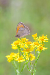 Maniola jurtina - Meadow Brown butterfly with Jacobaea vulgaris - common ragwort