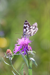 The marbled white - Melanargia galathea resting on Centaurea scabiosa - greater knapweed