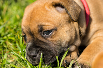 Staffordshire bull terrier, wonderful puppies from professional breeding of purebred dogs in Poland.