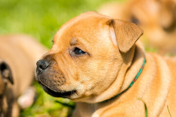 Staffordshire bull terrier, wonderful puppies from professional breeding of purebred dogs in Poland.