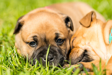 Staffordshire bull terrier, wonderful puppies from professional breeding of purebred dogs in Poland.