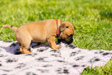 Staffordshire bull terrier, wonderful puppies from professional breeding of purebred dogs in Poland.