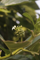 close up of a plant, sprouting plant