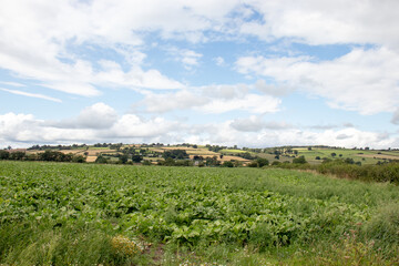 Fototapeta na wymiar Summertime crops in the countryside.