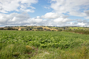Summertime crops in the countryside.