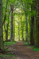 A path through a green forest in early spring