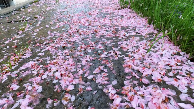 dei bei petali di ciliegio creano un tappeto rosa su una strada