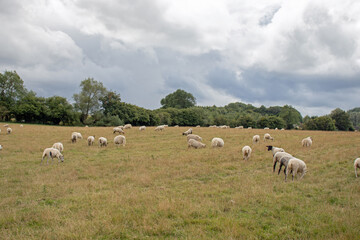 Obraz premium Flock of sheep on a meadow