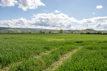 Summertime crops in the countryside.