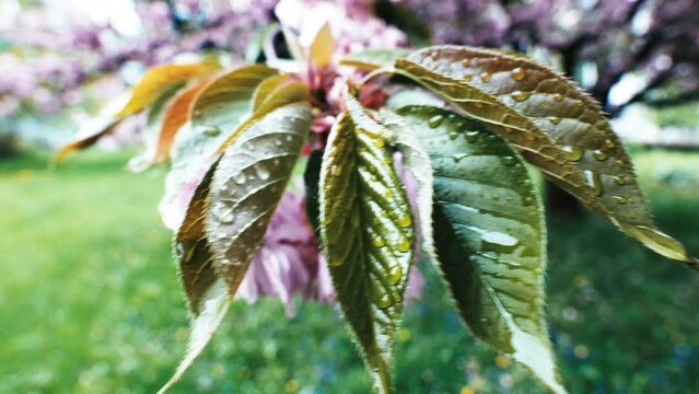 un bel ciliegio con i suoi petali di colore rosa intenso