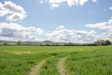 Obraz premium Summertime crops in the countryside.