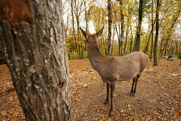 Naklejka na ściany i meble Close up of roe deer in autumn forest near tree.