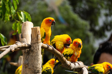 sun conure