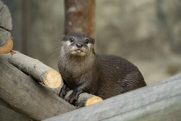 otter on the rock