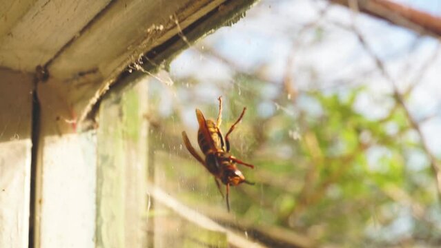 A large insect on the window glass, in the room, a large wasp, hornet