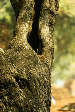 Rat in Tree