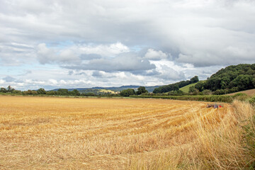 Fototapeta na wymiar Wheat fields in the summertime.