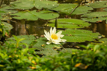 white lotus flower