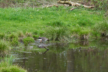 Goose in the lake on a warm summer day.
