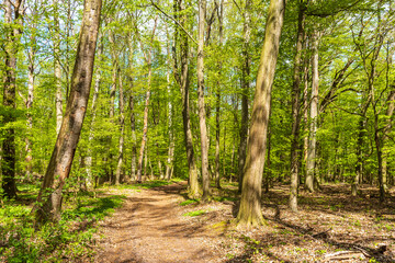 A path through a green forest in early spring