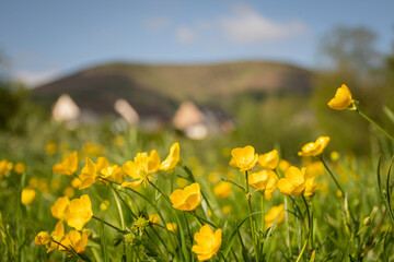 Abergavenny mountain Blorenge blurred out with selective focus in background with pretty yellow flower meadow buttercup Ranunculus acris in the popular dog walking area Castle Meadows flood plain