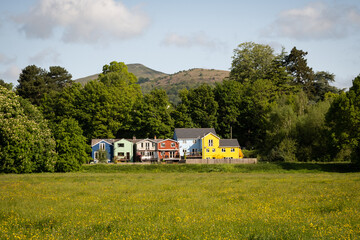 popular dog walking are Castle meadows in Abergavenny with yellow flowers buttercups in bloom with green trees and fields underneath the mountains and colourful houses