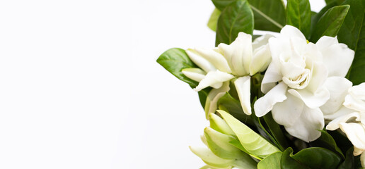 Cape jasmine or garden gardenia flower